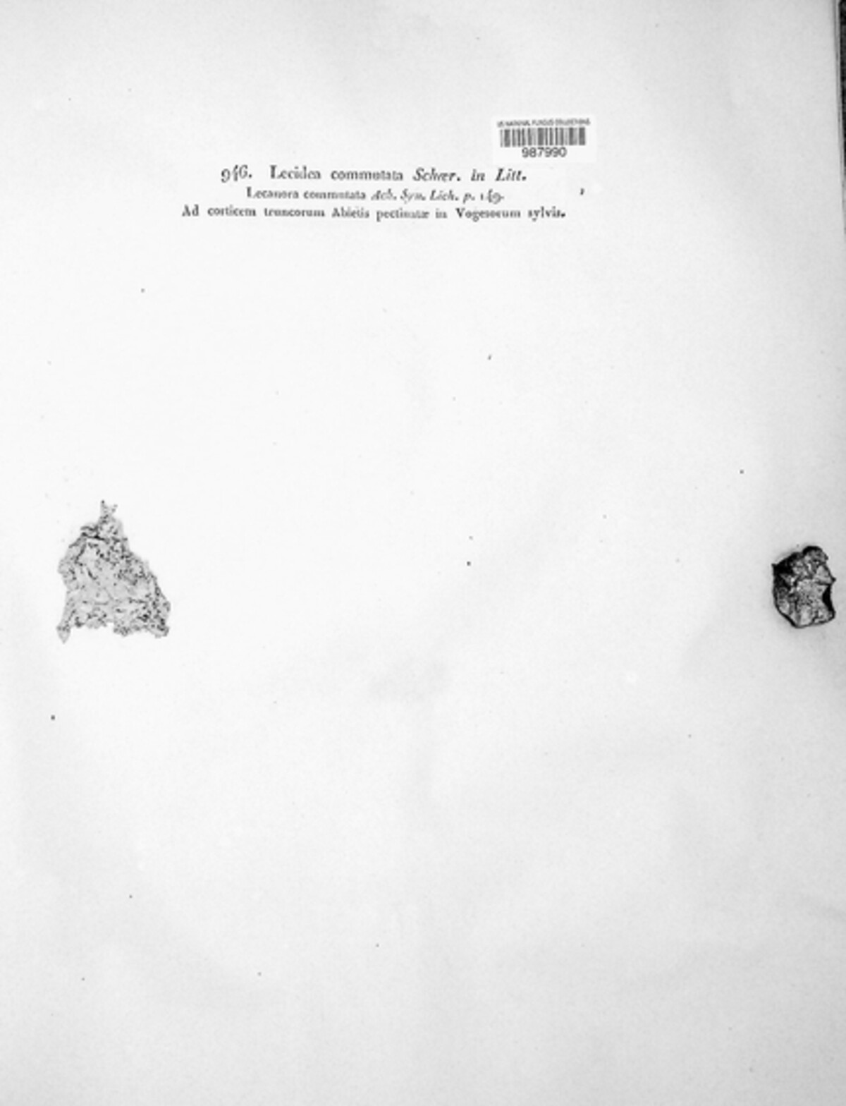 Lecidea commutata image